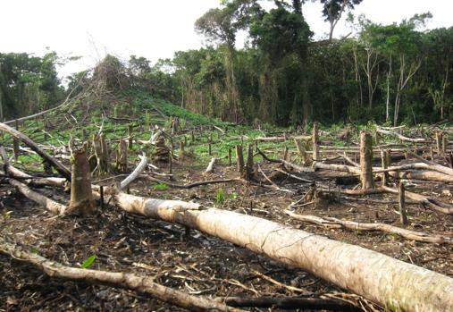 Panorama en un área ocupada por chimpancés