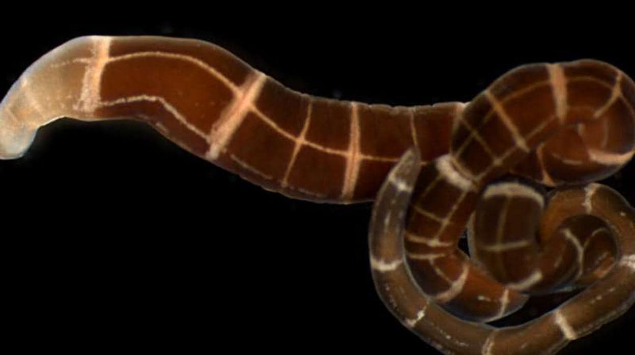 El gusano de la cinta (Tubulanus sexlineatus) cuando está regenerando su cabeza (parte clara)