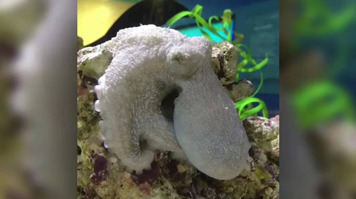 Un pulpo de la especie Octopus hummelincki captado mientras dormía