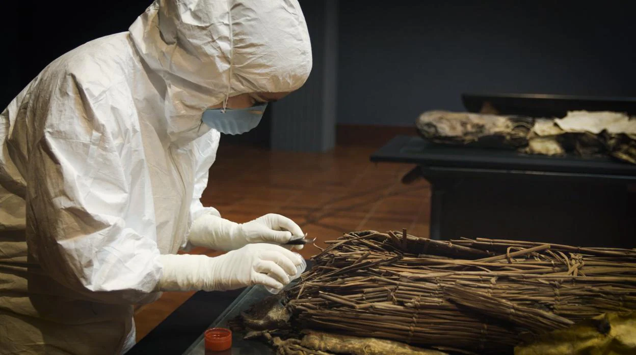 Toma de muestras en momias aborígenes en El Museo Canario (Gran Canaria)