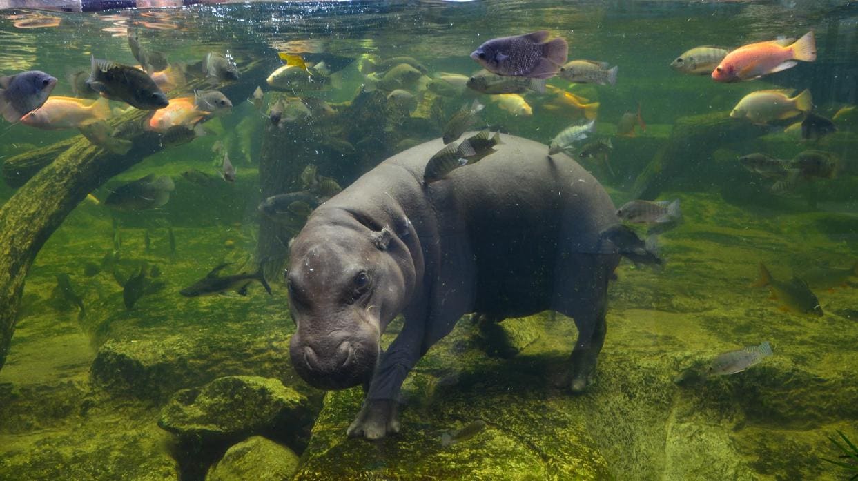 La escasez de caca de hipopótamo pone en riesgo la alimentación de millones de personas