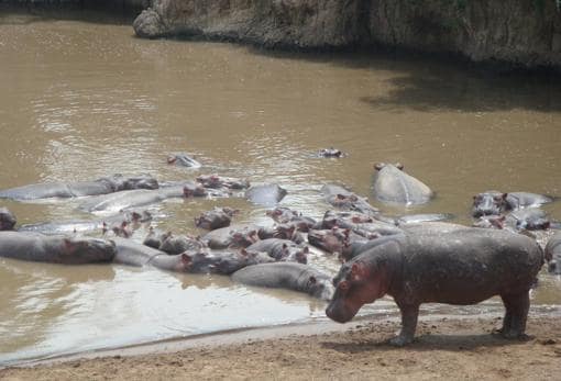 Hipopótamos descansando en un meandro del río Mara, estudiado en esta ocasión