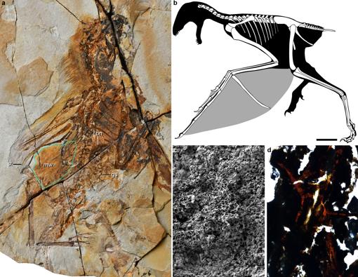 Fósil del nuevo dinosaurio con alas de murciélago