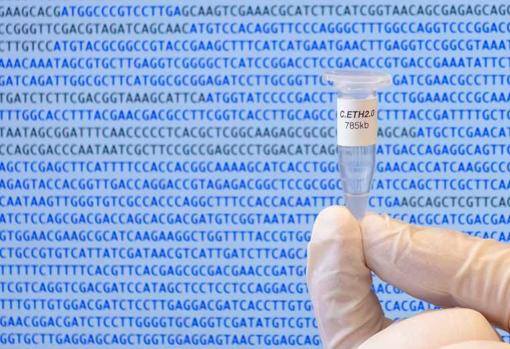 Un investigador sostiene un tubo con el genoma artificial de un microorganismo