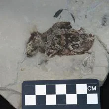 El fósil de ratón, de 7 cm de largo