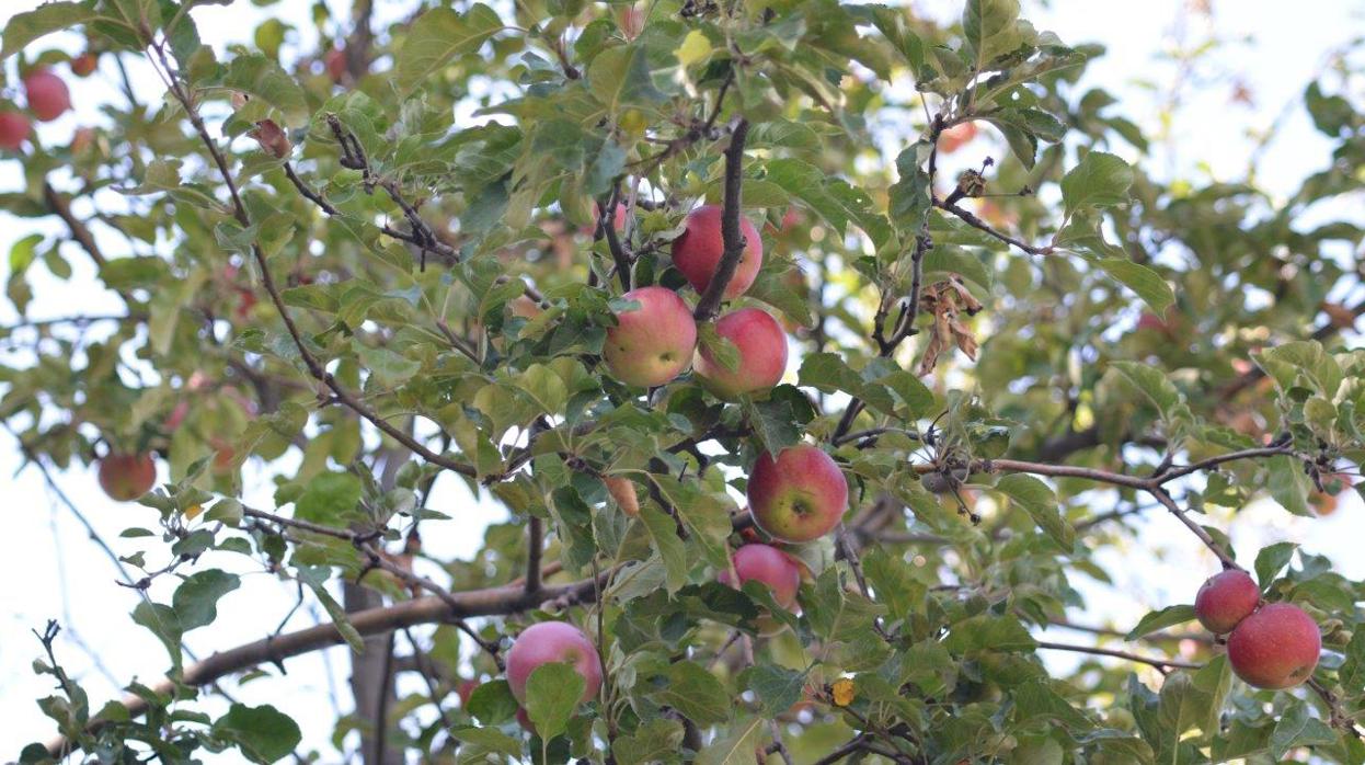 Las manzanas silvestres en las montañas Tien Shan representan la principal población ancestral de la manzana moderna. Estos árboles fueron los antepasados de los que la gente comenzó a cultivar y difundir a lo largo de la Ruta de la Seda