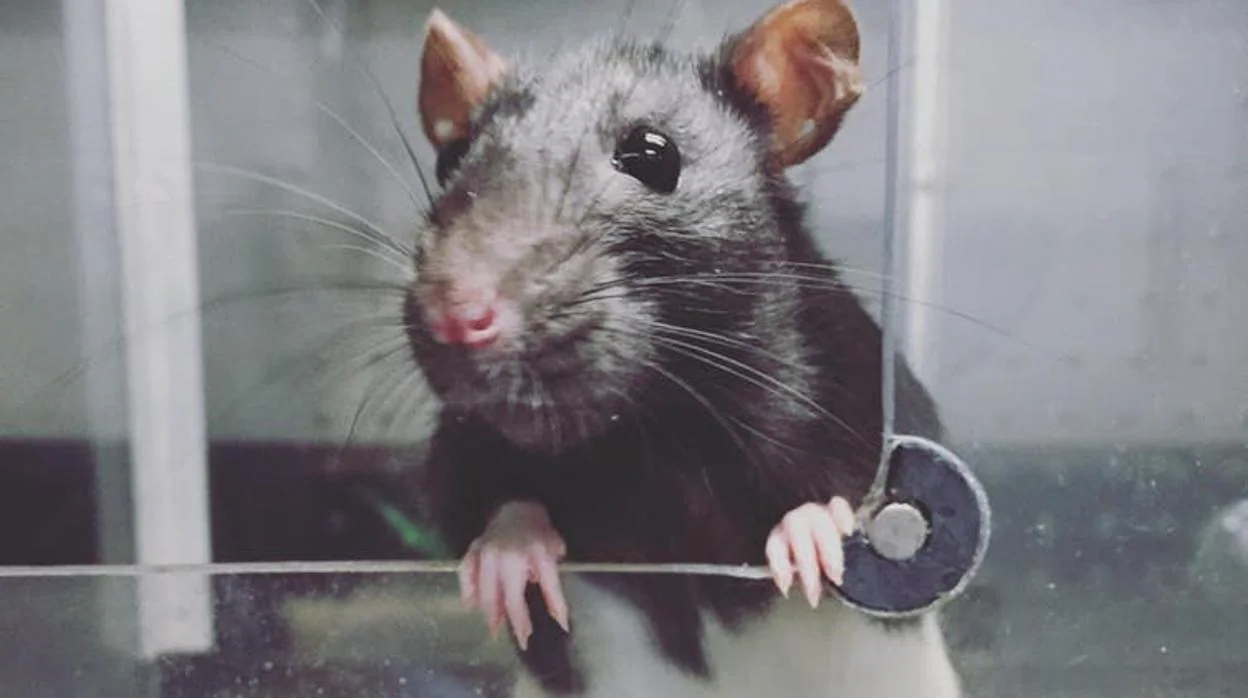 Una rata en el laboratorio de la Universidad de Concordia