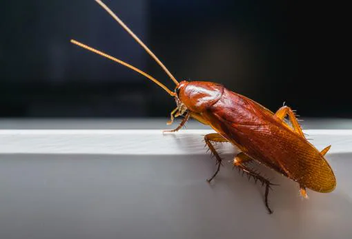 Las cucarachas no son animales especialmente resistentes a la radiación