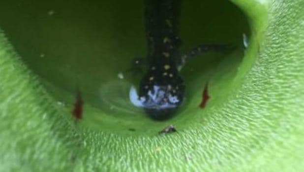 Descubren en Canadá una planta carnívora que devora hasta salamandras