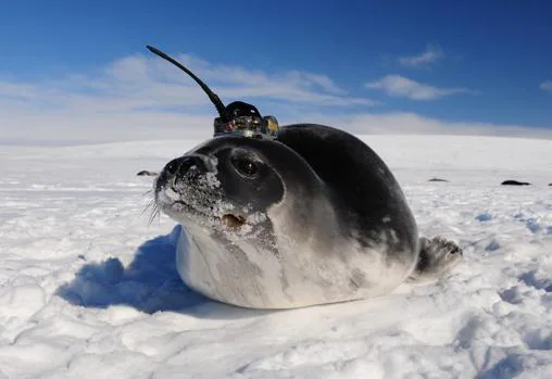 Las focas participaron, sin quererlo, en el estudio, gracias al uso de sensores