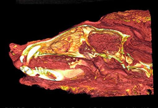 Tomografía del lobo en el que se puede apreciar el cerebro conservado