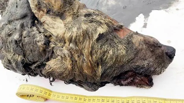 Encuentran una cabeza de lobo gigante de  años con el cerebro intacto