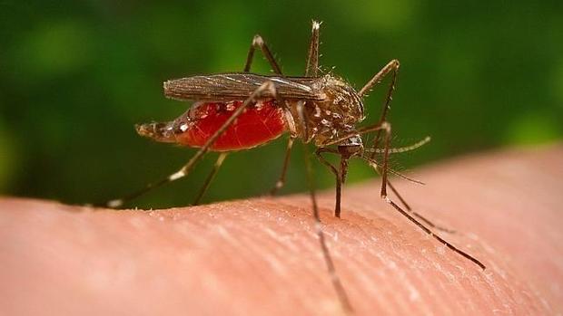 ¿Cuál es la razón por la que los mosquitos pican más a unas personas que a otras?