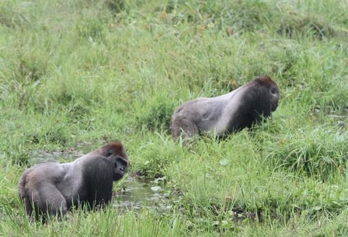 Los espaldas plateadas (machos dominantes) Dwayne y Sangha se alimentan juntos en el claro de un bosque