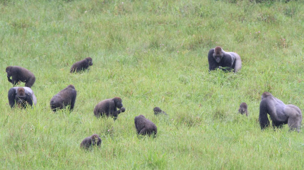 Tres grupos distintos de gorilas se mezclan mientras comen en el claro de Mbeli Bai, en el Parque Nacional de Nouabale-Ndoki, en República del Congo