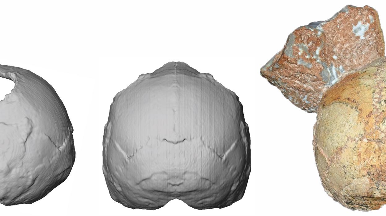 El cráneo parcial Apidima 1 (derecha) y su reconstrucción desde la vista posterior (centro) y lateral (izquierda)