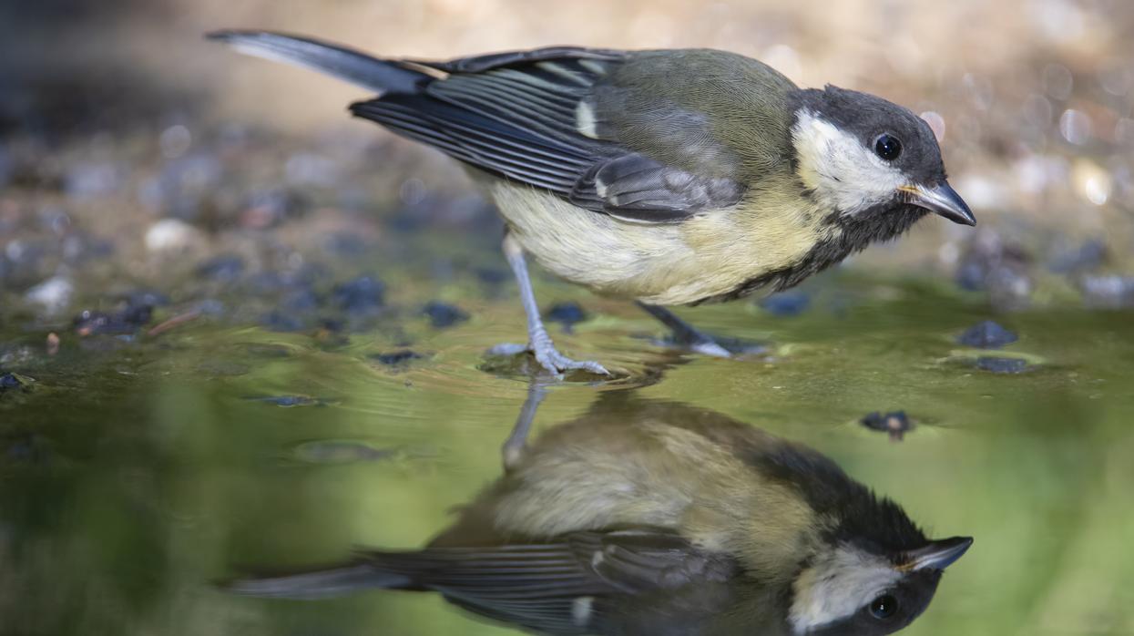 El carbonero común, una de las especies analizadas en el estudio