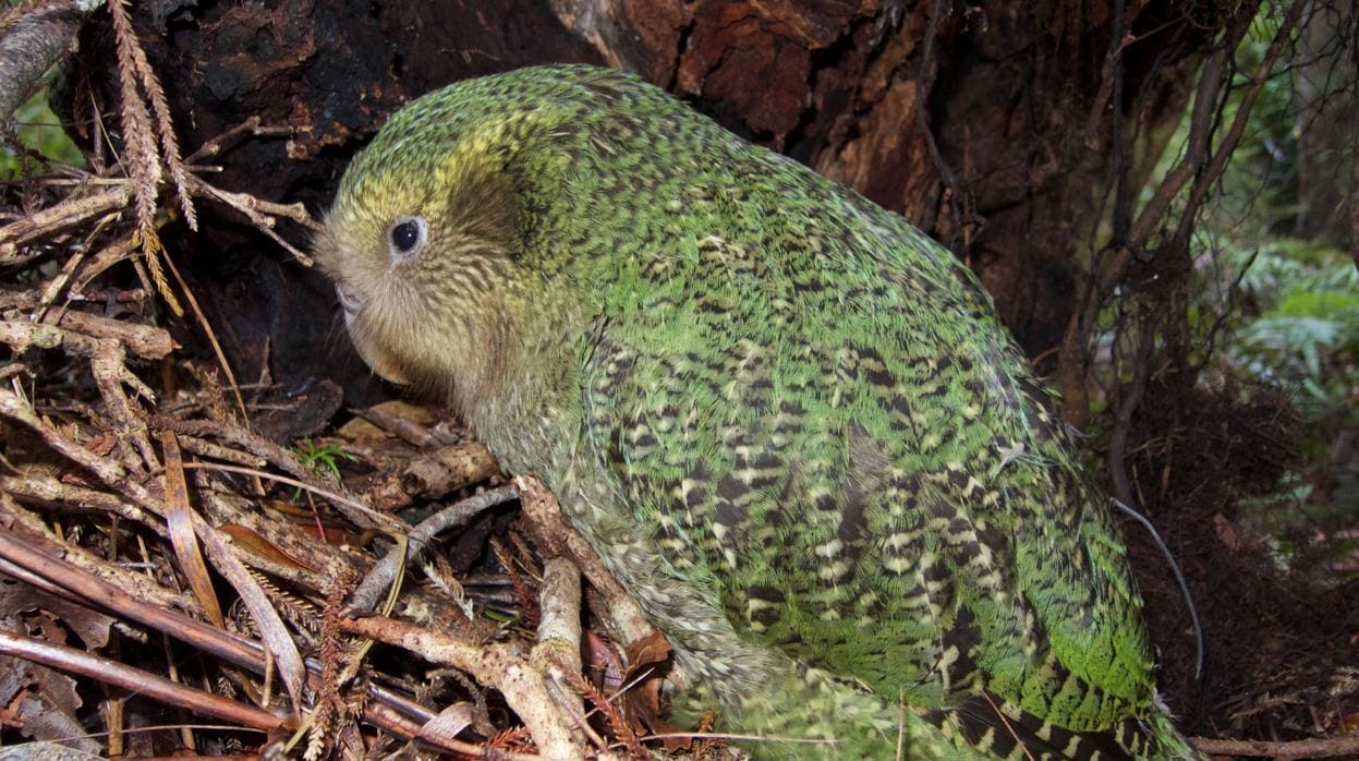 Un kakapo, un ave en peligro crítico de extinción