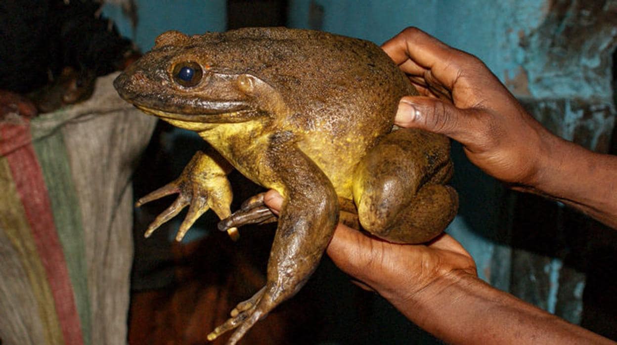 La rana goliat, en la imagen, es la mayor rana del mundo