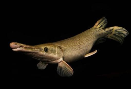 Fotografía de un catán («Atractosteus spatula»), un pez de hasta 130 kg de peso
