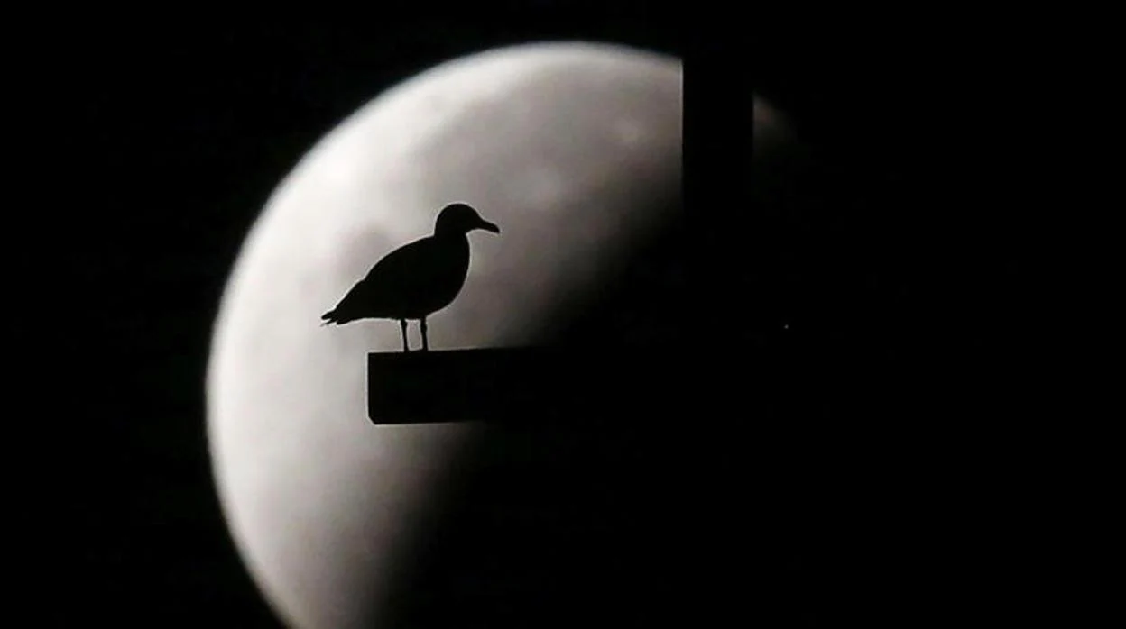 Un pájaro a contraluz de la Luna