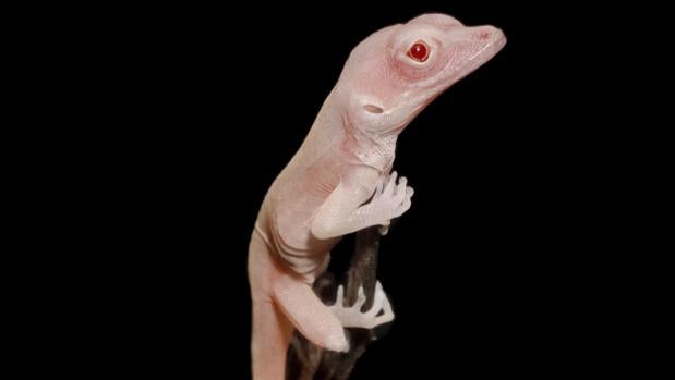Unas lagartijas albinas, primeros reptiles mutantes del mundo
