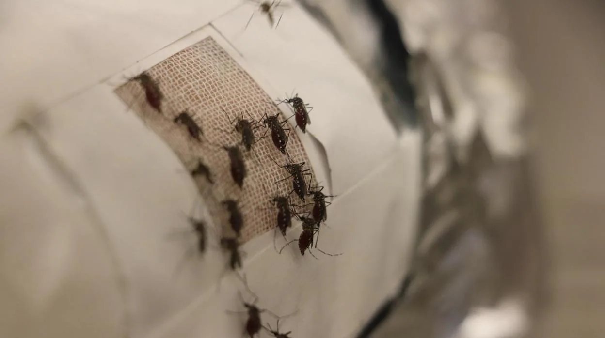 En las pruebas de laboratorio, los parches cutáneos cubiertos con películas de grafeno obtuvieron cero picaduras, que los mosquitos se deleitaron fácilmente en la piel sin protección