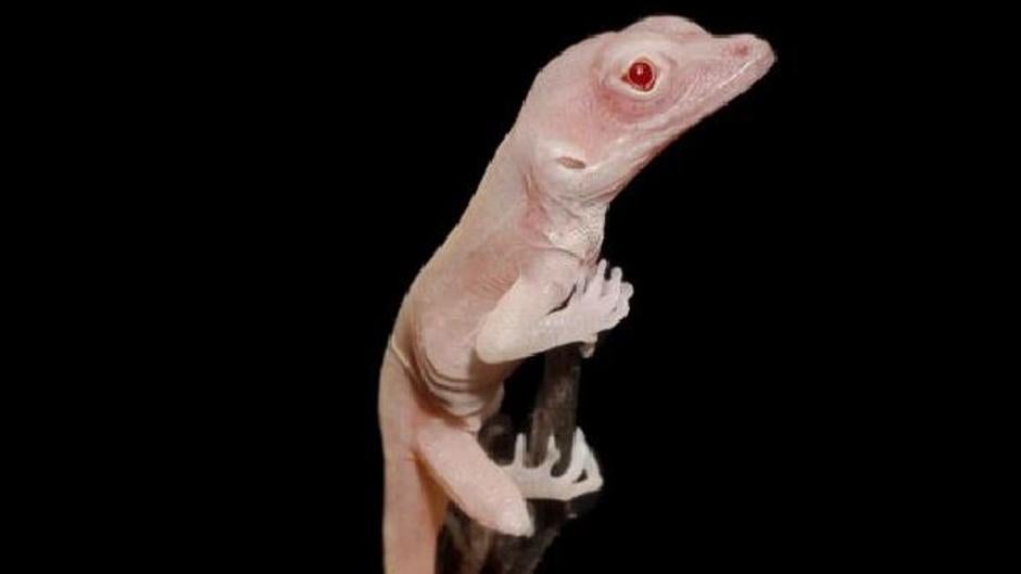 Así son las lagartijas albinas que se han convertido en los primeros reptiles mutantes del mundo