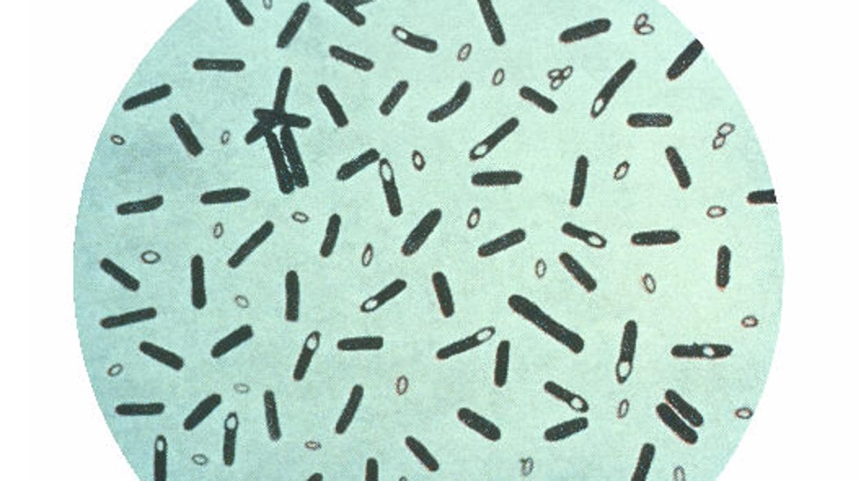 Bacterias de la especie «Clostridium botulinum», una de las productoras de estas neurotoxinas