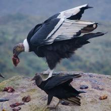 Los buitres negros y los cóndores andinos son aves carnívoras que se especializan en consumir carroña