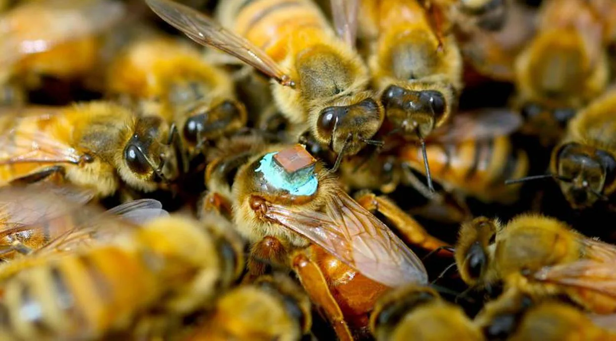 Las abejas utilizadas en el experimento