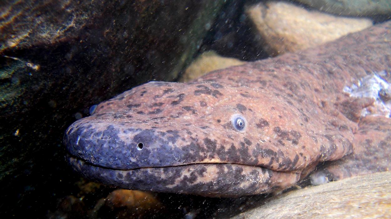 Salamandra gigante de China (Andrias davidianus)