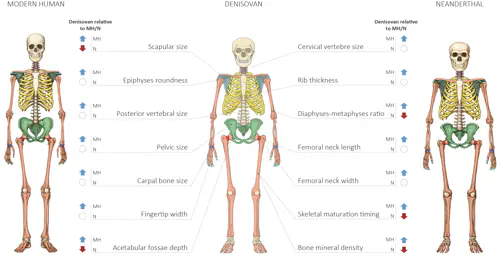 Comparación anatómica de humano moderno, denisovano y neandertal