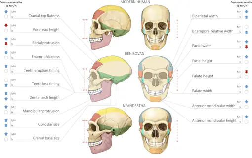 Comparación del cráneo de humano moderno, denisovano y neandertal