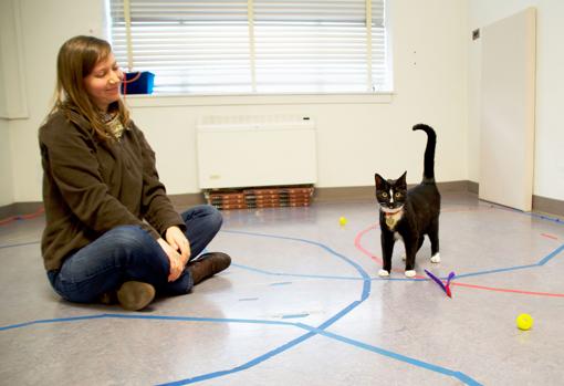 Un gato muestra un comportamiento de apego seguro con la investigadora Kristyn Vitale en el Laboratorio de Interacción Humano-Animal de la Universidad Estatal de Oregón