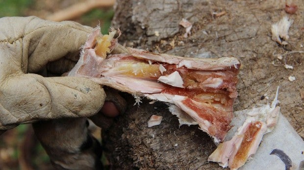 Descubren la primera despensa de la humanidad, con médula ósea de hace 400.000 años