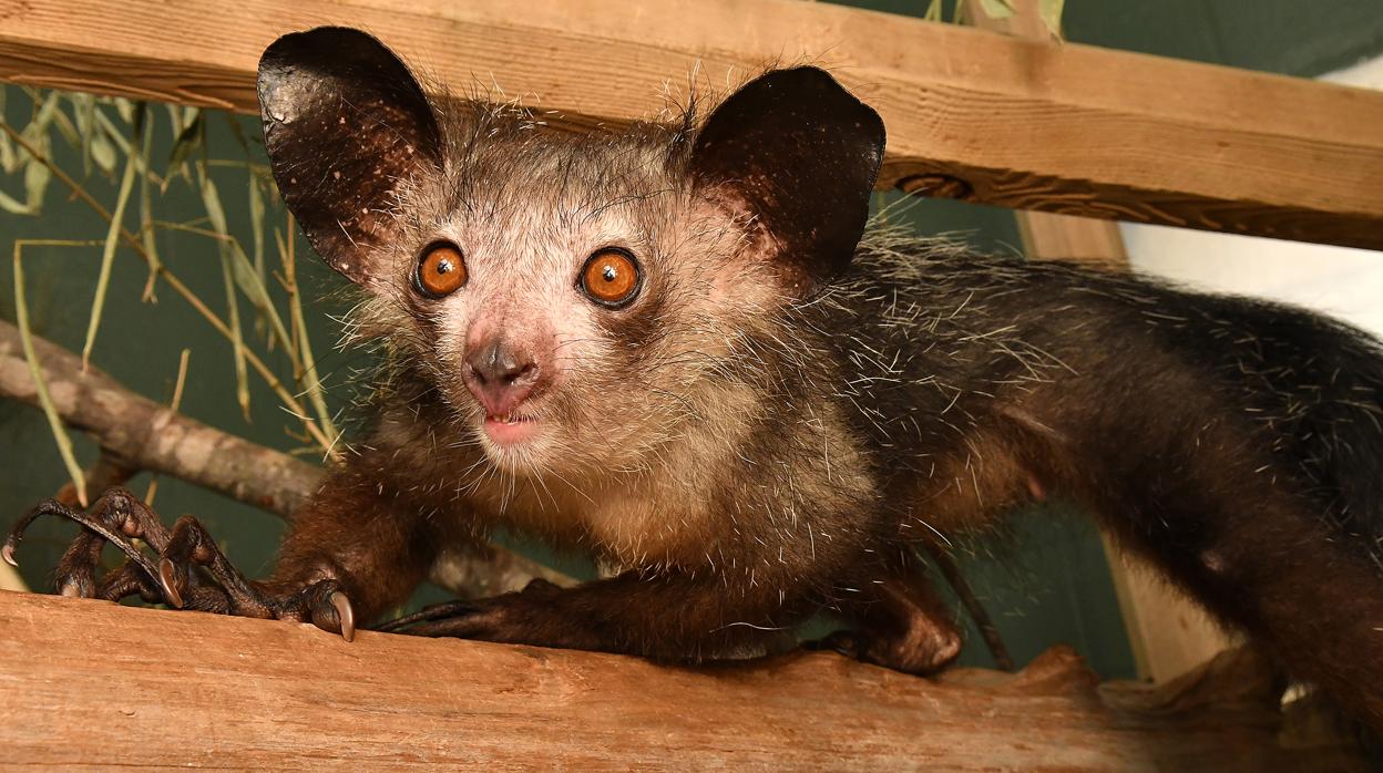 Un aye-aye, con sus particulares dedos largos como patas de araña