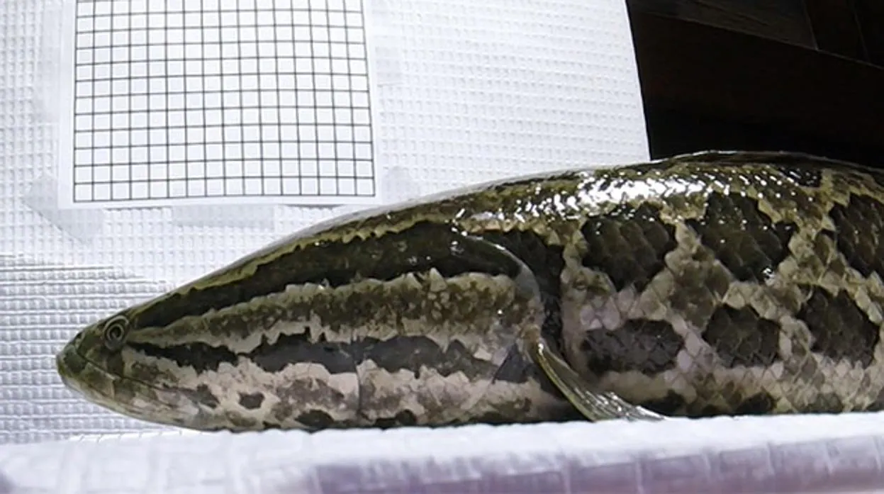 Qué es el pez cabeza de serpiente, por qué sale del agua y por qué ha  causado tanto miedo