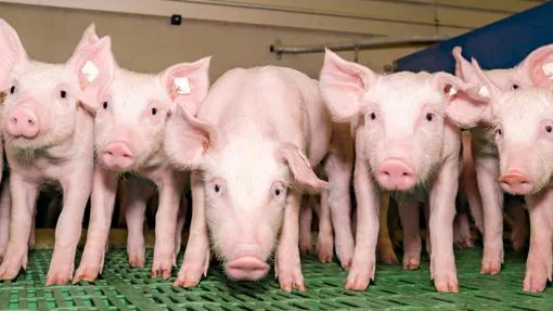 Para el experimento se utilizaron 300 cabezas de cerdos donadas por un matadero