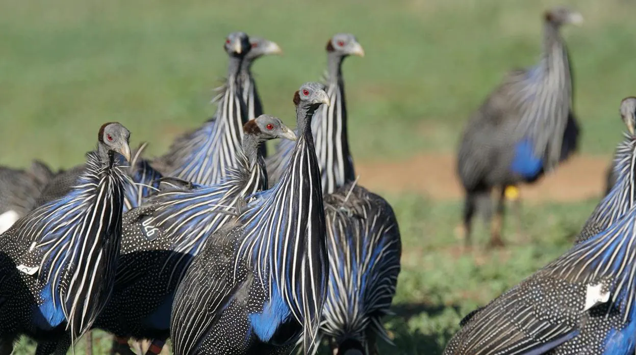 Las pintadas vulturinas son las únicas aves que forman sociedades de varios niveles