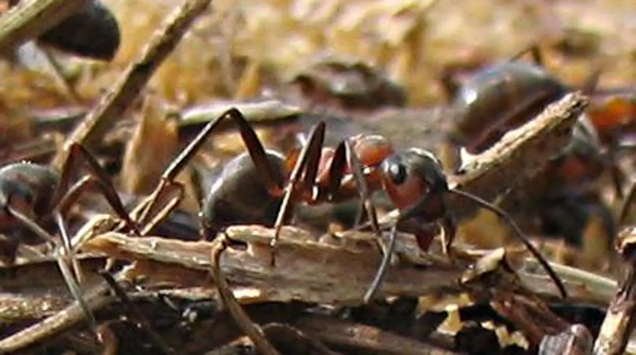 Hormiga roja europea de la madera o Formica polyctena