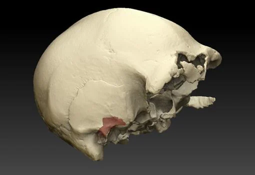 Reconstrucción 3D de las cavidades del oído del Cráneo 4
