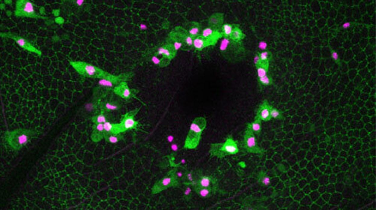 Imagen tomada al microscopio de una herida en una mosca, en la que se ha activado la inflamación