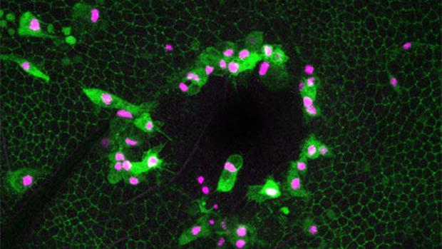 Descubren un nuevo escudo protector en el cuerpo humano