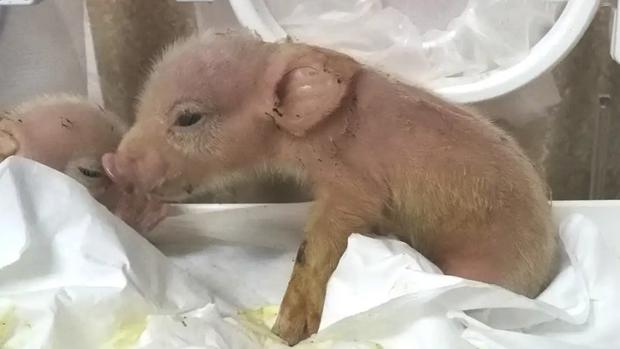 Crean híbridos de mono y cerdo en un laboratorio chino