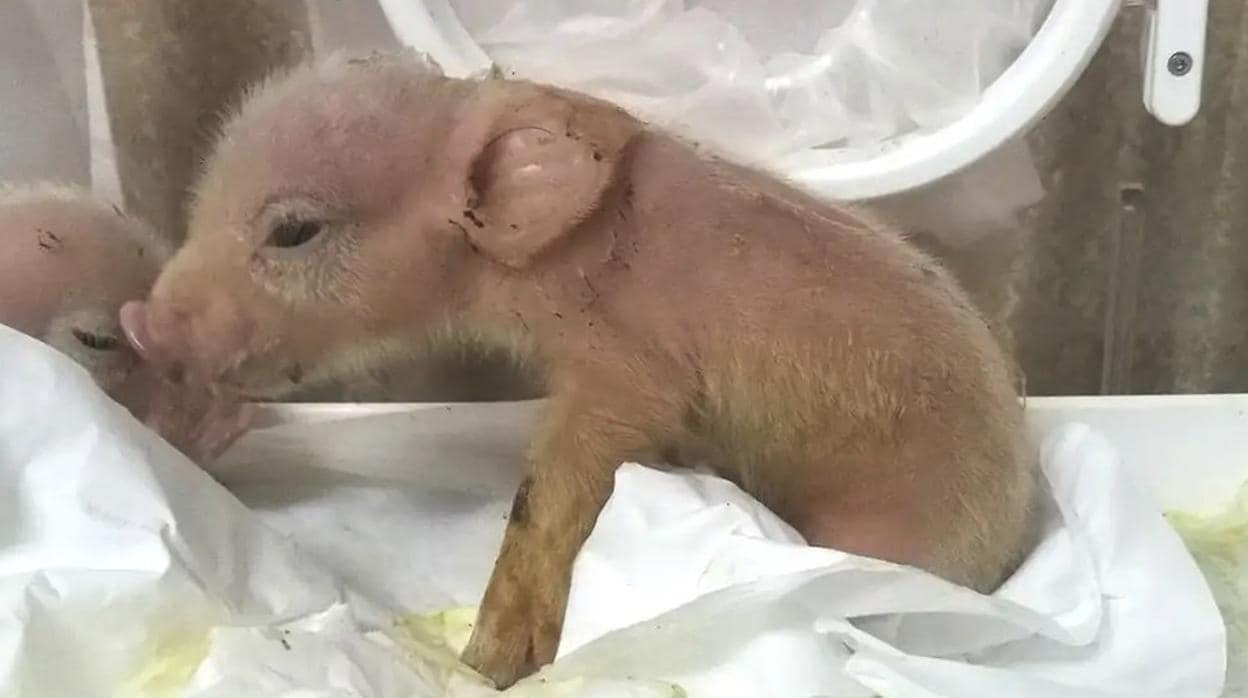 Crean híbridos de mono y cerdo en un laboratorio chino