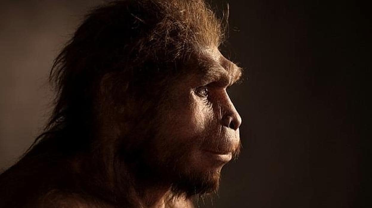 Recreación de Homo erectus