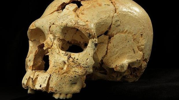 ¿Fueron otros humanos las primeras víctimas de la sexta extinción masiva?