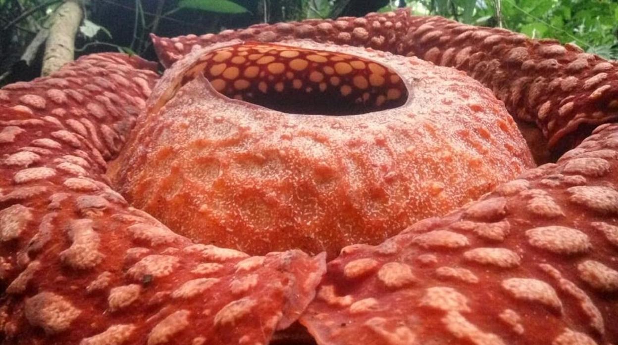 Rafflesia tuan-mudae