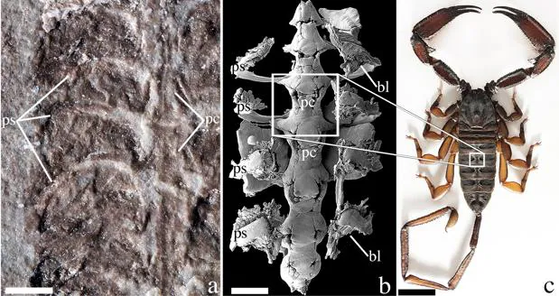 Hallan al primer explorador terrestre: el escorpión más antiguo del mundo